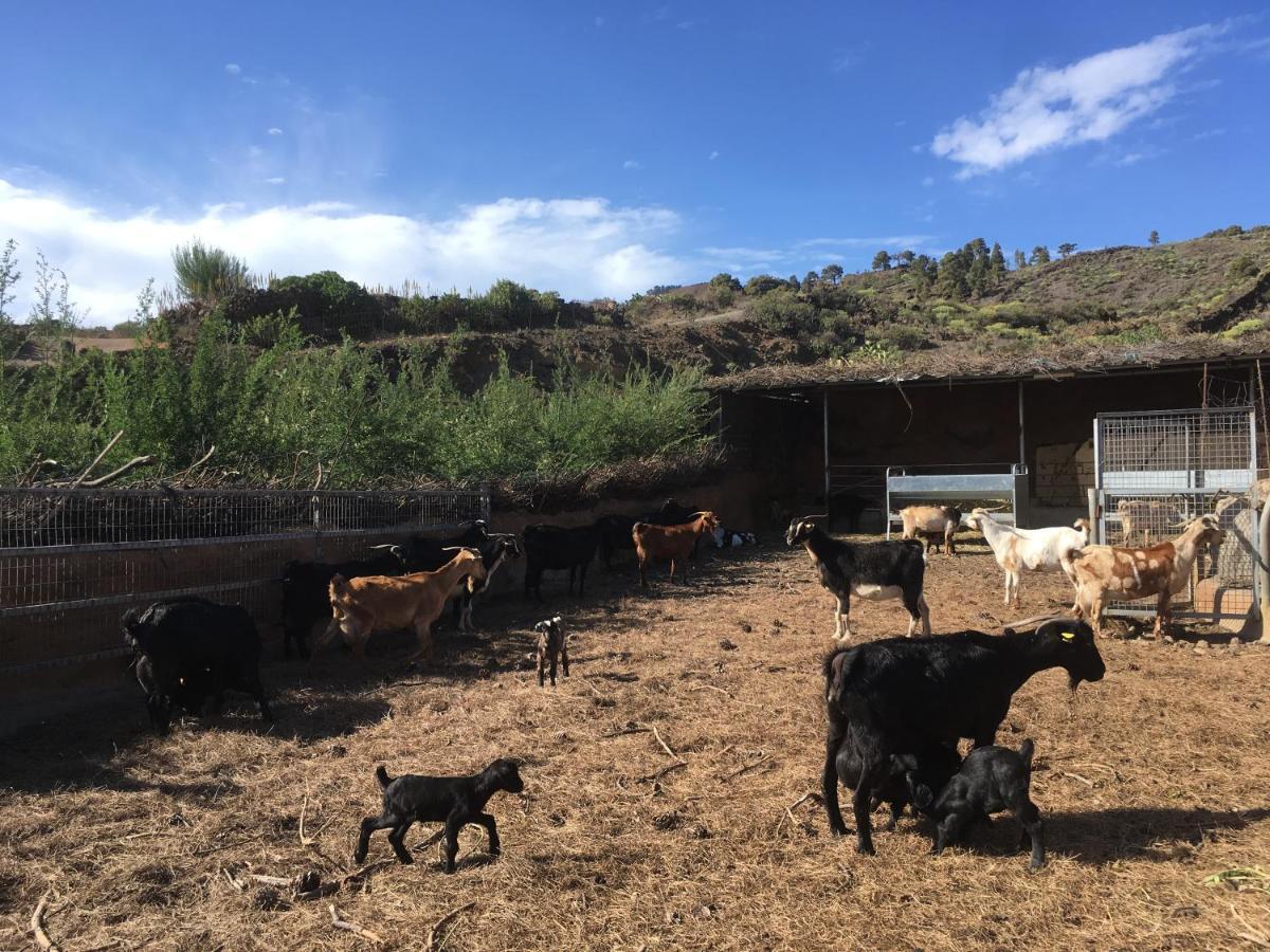 Casa Rural Los Santillos El Pinar  外观 照片